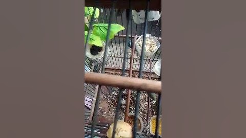 ternak burung pleci mode sangkar gantung harian
