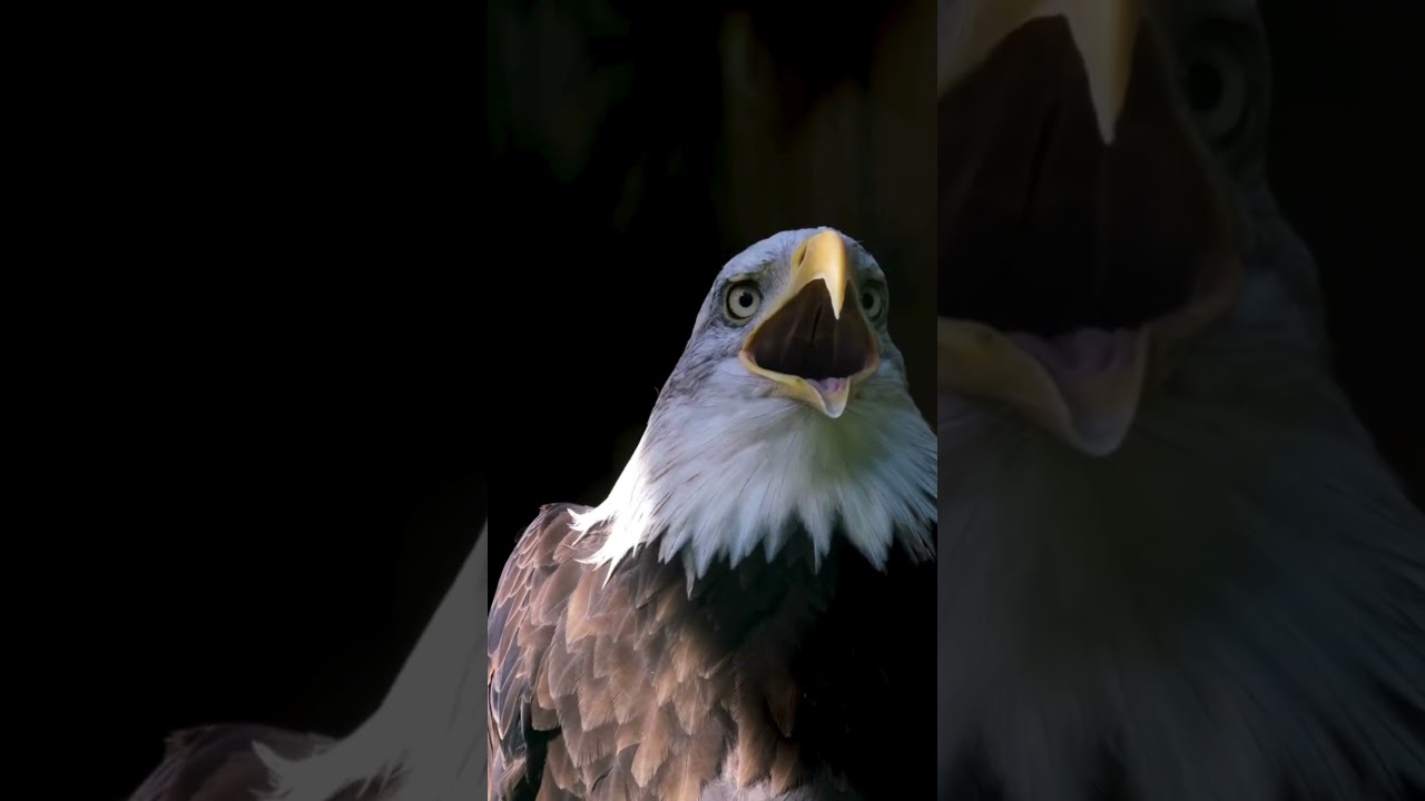 "Wings spread like shadows of power…"