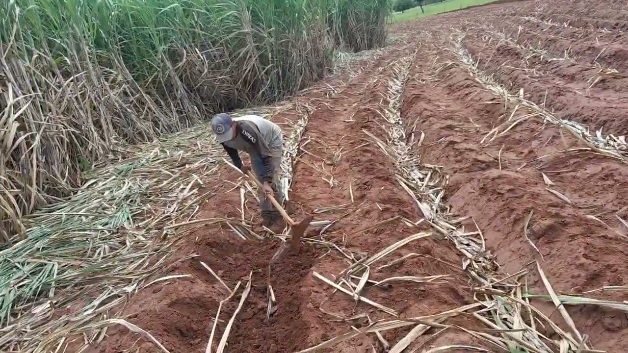 vamos tampar as canas