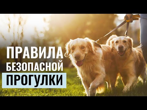 Собаки и ПРОГУЛКА: Правила для комфортной и безопасной прогулки с питомцем