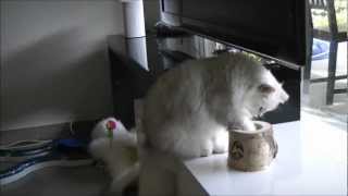 British Longhair by Golden Moonglade 5,943 views 11 years ago 1 minute, 12 seconds