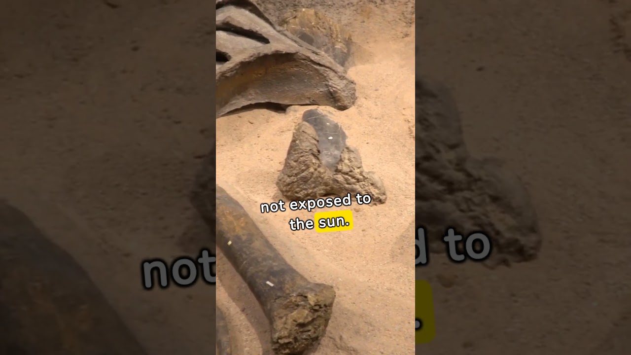 Interesting Facts #40 