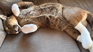 Omg..😍 Sweet Puma! Puma Messi turned into a puma puffy and slept sweetly in his socks! by I_am_puma 310,598 views 2 months ago 4 minutes, 21 seconds