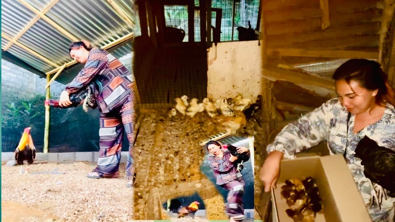 Aseel fighter rooster and beautiful girl 👧 