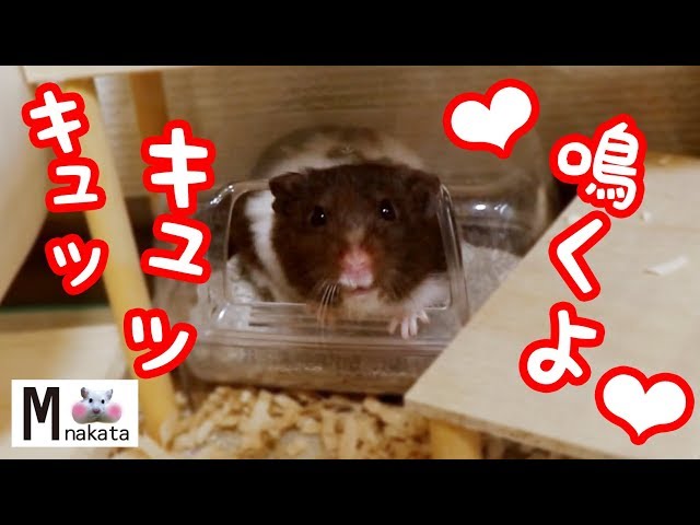 【ハムスター】寝起きの甘える鳴き声がめっちゃ可愛い!キュッ!ASMRおもしろ可愛い癒しThe bark of the hamsters wake-up is pretty cute!