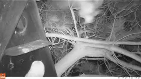 Bushnell footage 2 Barn Owls  gardenature co uk