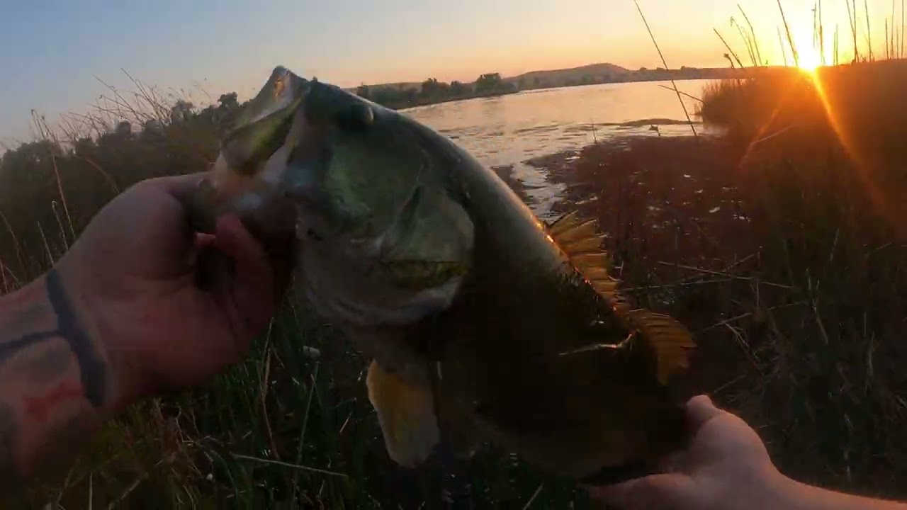 Grinding For Big Bass ON Frogs (Very Frustrating)