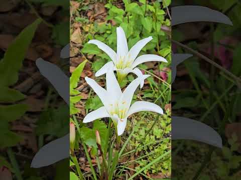 Wild Easter Lily🪻 #florida #easter #flowers #floridanature #backyard #флорида #цветы #природа