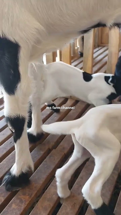 MAKANAN WAJIB CEMPE ETAWA USIA 0-1 BULAN ( LIHAT DESKRIPSI ) #shorts #reels #viral