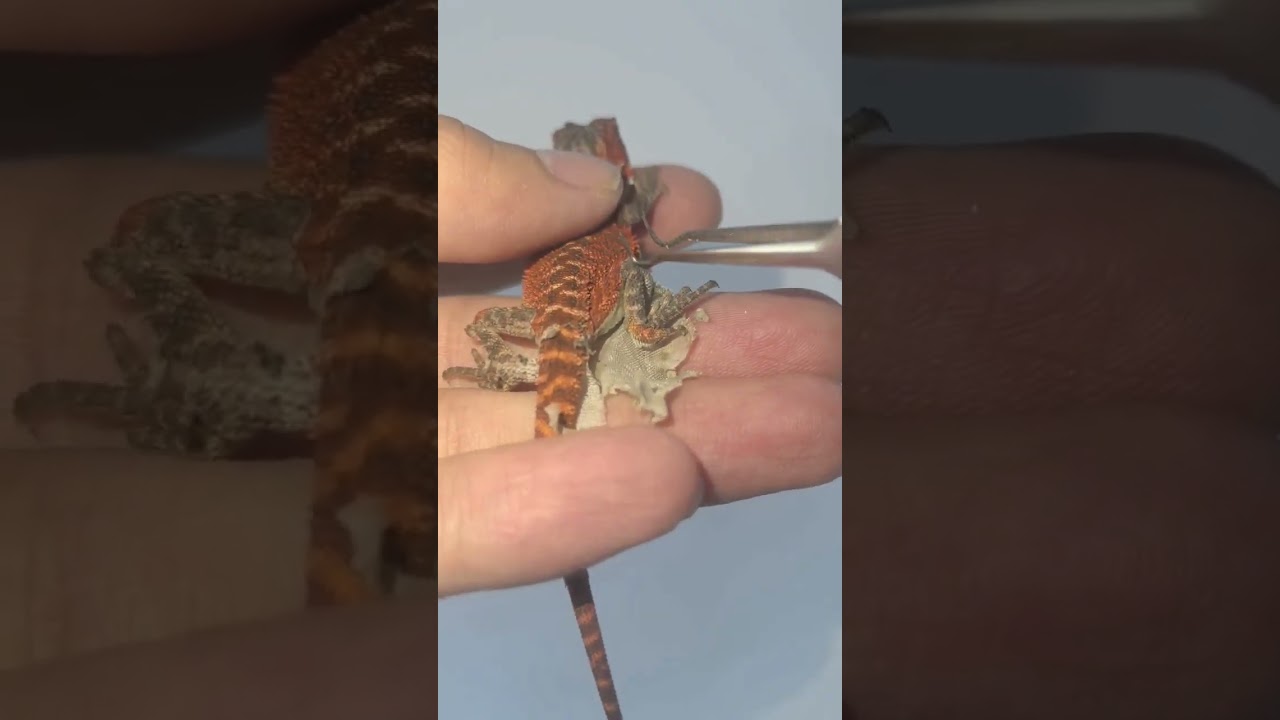 Immersive experience of the bearded dragon peeling skin to relieve stress