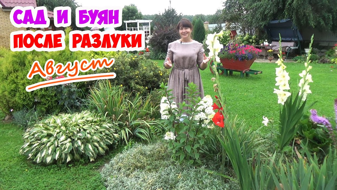 Волга в августе цветет