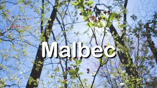 Malbec | Wine grape | Wine basic | Wine study