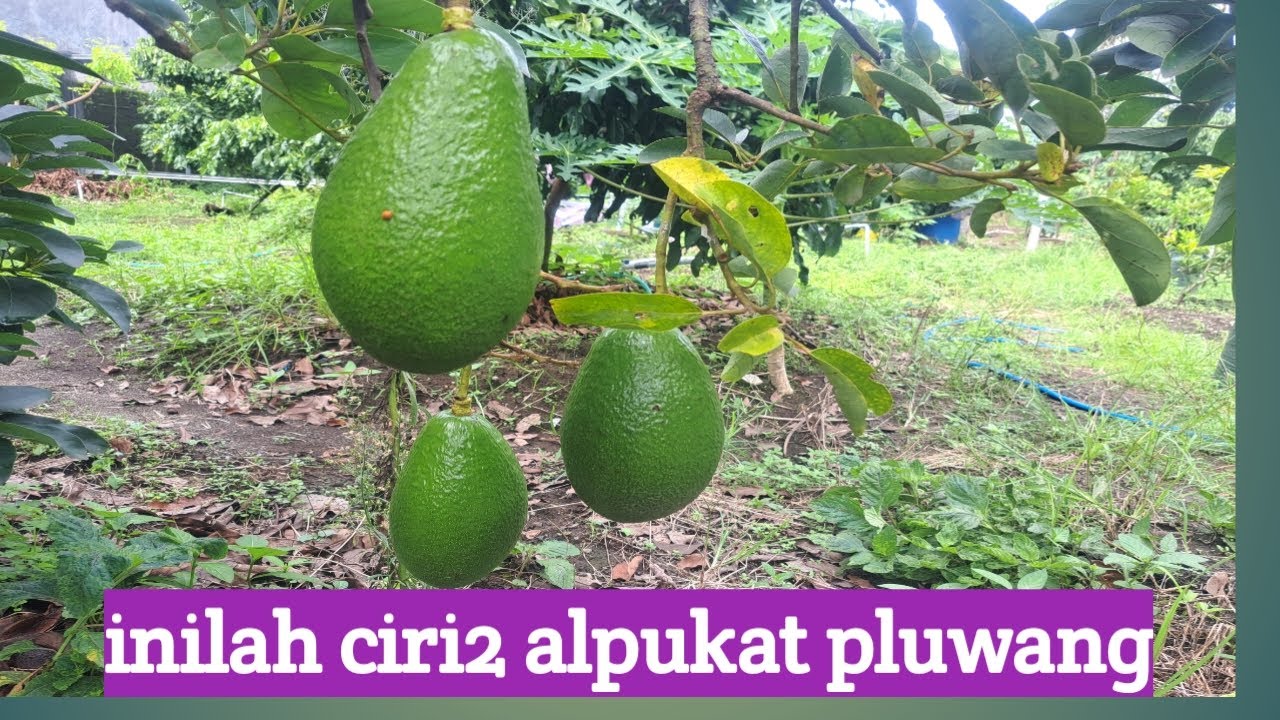 Inilah ciri ciri alpukat pluwang