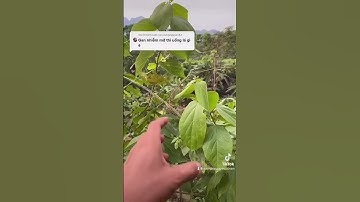 Chữa gan nhiễm mỡ từ cây vọng cách| Dương Hiếu Cây Thuốc Nam