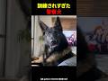 訓練されすぎた警察犬
