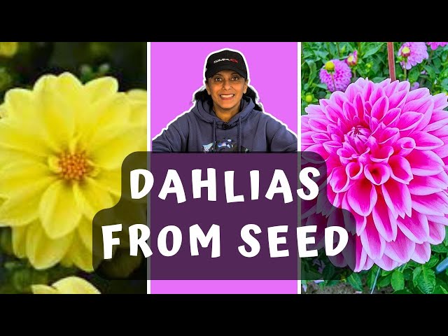 Grow Dahlias From Seed | Sowing Dahlia Seeds || Budget Gardening - YouTube