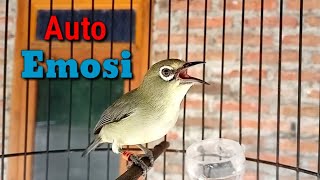 Pleci Shoots Over and Over again Can Raise Other Pleci's Emotions