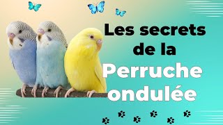 La perruche ondulée : un oiseau intelligent et sociable