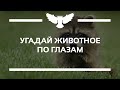 КВИЗ: УГАДАЙ ЖИВОТНОЕ ПО ГЛАЗАМ