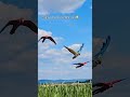 Freiflugtraining - never ending Story 🥲🤣 #shorts #tiere #vogel #birds #freeflight #parrot #macaw