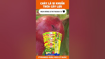 Bệnh Vi Khuẩn Xoắn Khuẩn (Bacterial Blight) trên Cây Lựu: Nguyên Nhân, Triệu Chứng và Kiểm Soát