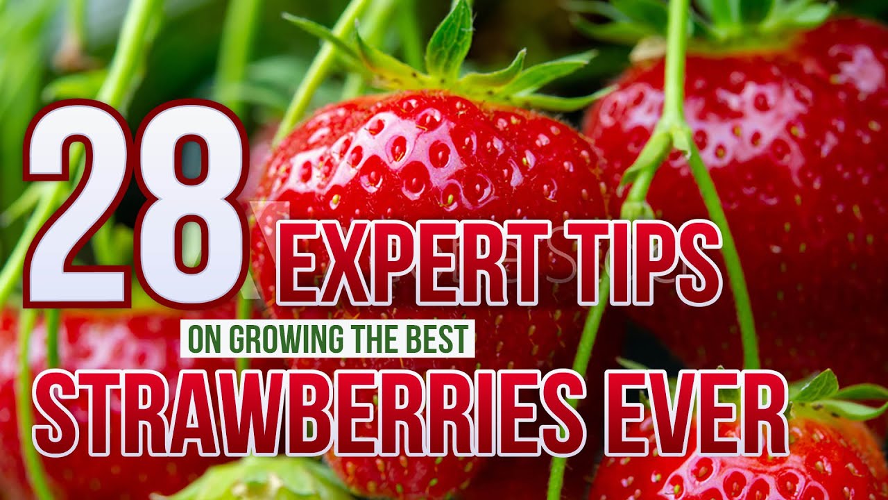 26 Expert Strawberry Gardenng Tips To Grow The Best Strawberries Ever ...