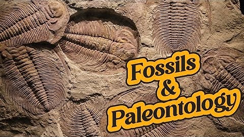 Unearthing the Secrets of the Past: A Journey Through Fossils and Paleontology -