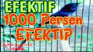 MP3 Untuk Menaikan Birahi Murai Batu | Video MP3 to increase lust for magpies in the cage of magpies