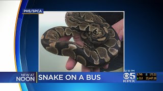 Snake Found On Santa Clara VTA Bus Now Available For Adoption