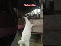 anak kambing lucu #petualang #shorts