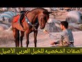 الصفات الشخصية للخيول العربية الاصيله