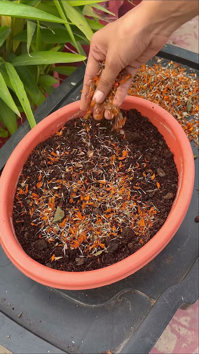 Grow marigolds easy !!