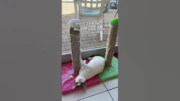 ШОК! Как в Турции относятся к животным