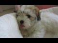 Coton de Tulear puppy Rosa - First week in her new home