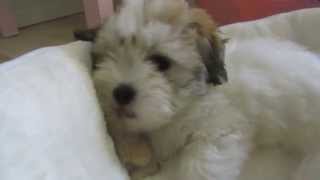 Coton de Tulear puppy Rosa  First week in her new home