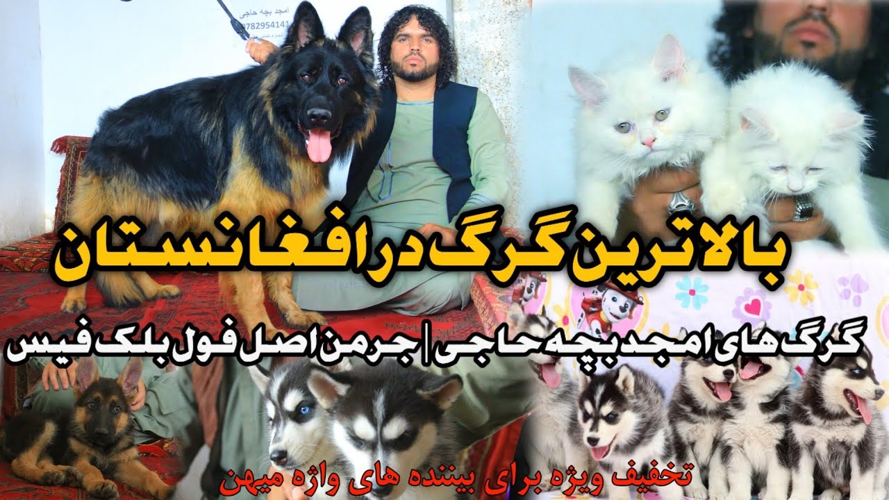 بالا ترین گرگ در افغانستان | گرگ های قیمتی امجد بچه حاجی | Most precious wolf in Afghanistan