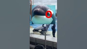 How To Survive A Killer Whale Attack