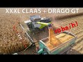 Claas lexion  8900tt  olimac drago gt harvesting corn at kombinat rolny kietrz farm in poland