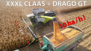 CLAAS LEXION  8900TT + OLIMAC DRAGO GT harvesting corn at Kombinat Rolny Kietrz farm in Poland