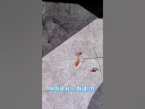 이런 미국바퀴들.....ㅠ#미국바퀴 #바퀴벌레퇴치 #바로방역 - Youtube