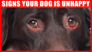 15 Signs Your Dog is Unhappy (NEVER IGNORE) by Jaw-Dropping Facts 116,412 views 10 months ago 8 minutes, 24 seconds