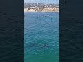 Dolphin Pod out at Tourmaline Surf Park