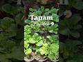 mulai dr yg midah dulu yuk #berkebundirumah #berkebun #tanamanunggul #sayuran
