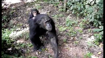 Chimpanzee mothers and babies