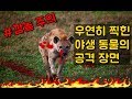 카메라에 우연히 잡힌 야생 동물의 공격 장면