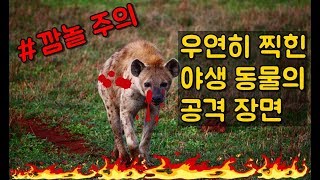 카메라에 우연히 잡힌 야생 동물의 공격 장면