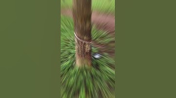 Harvesting of Rubber #shorts #viralvideo #trending