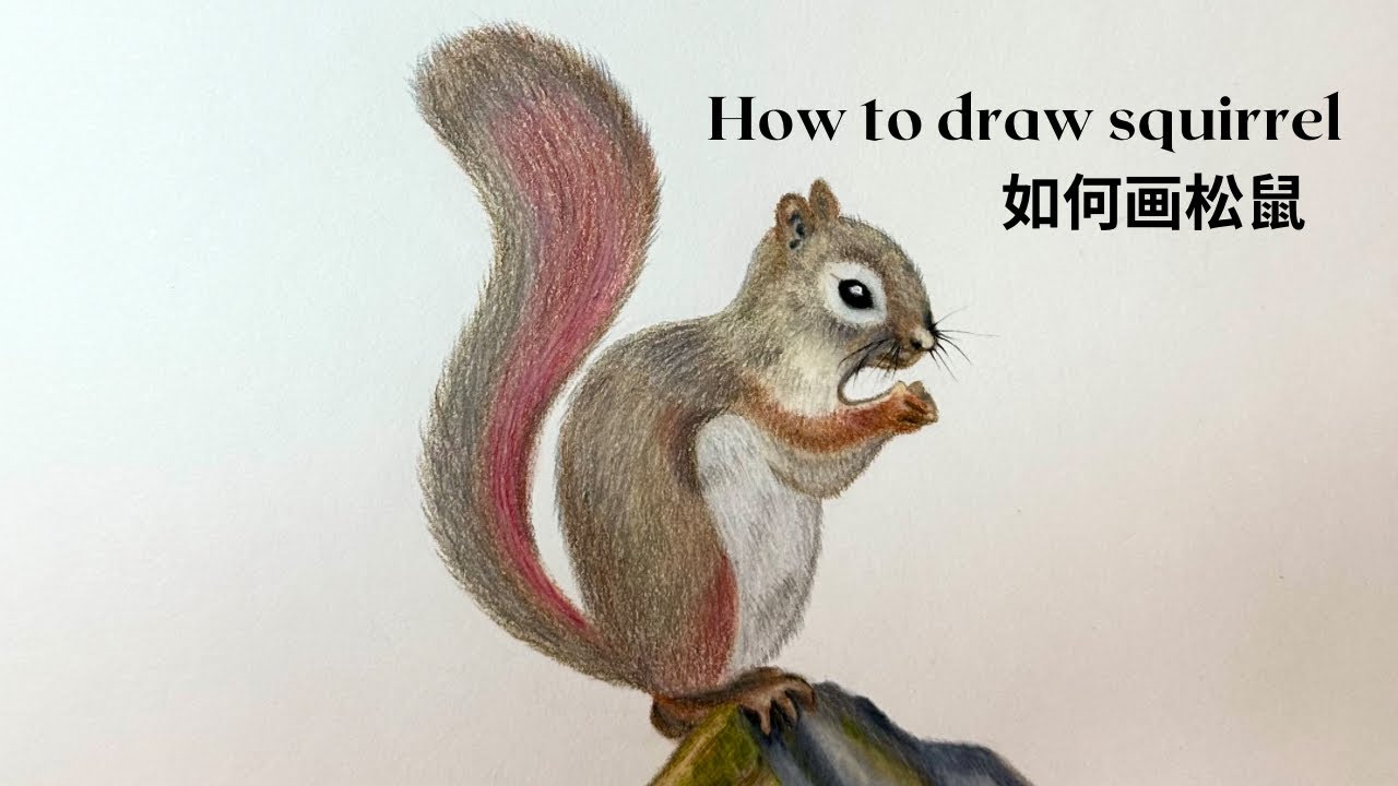 How to draw squirrel 如何画松鼠｜Colored pencil tutorial 彩铅画法