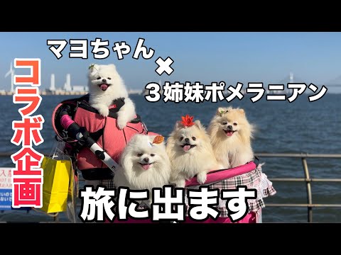 マヨちゃんと３姉妹ポメラニアンがキャンピングカーで旅をするin横浜旅