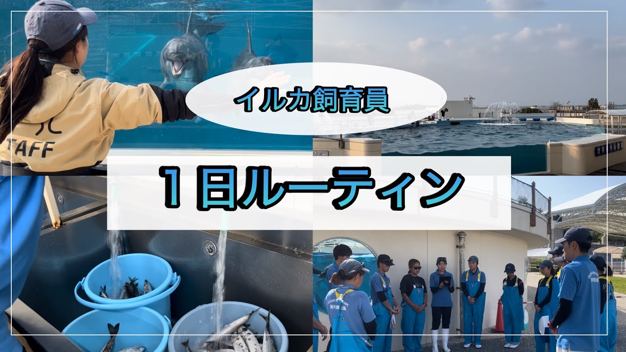 イルカ飼育員の1日🐬